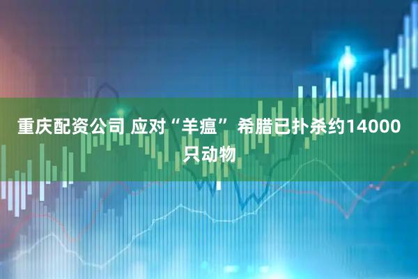 重庆配资公司 应对“羊瘟” 希腊已扑杀约14000只动物